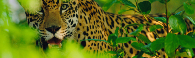 Adopt a Jaguar Today | WWF UK