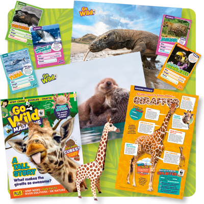 A graphic collage of Go Wild magazine front covers and activity pages