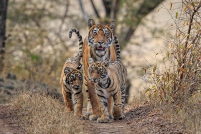 2 tiger cubs stand either side of their mother