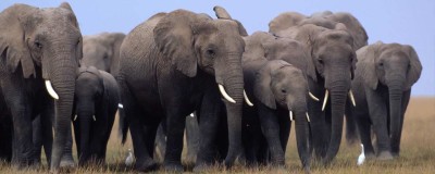 Adopt an Elephant | WWF