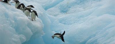 Penguin jumping off icy cliff