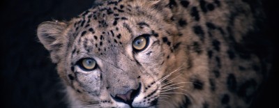 Adopt a Snow Leopard | WWF