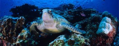 Turtle in a coral reef