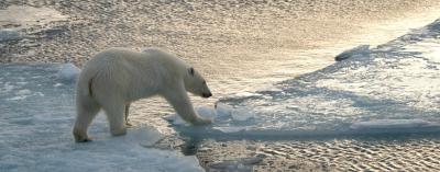 Polar Bear walking on sea ice