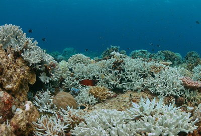 Field of corals that have been bleached