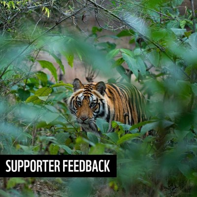 Tiger walking through greenery at Bandhavgarh National Park