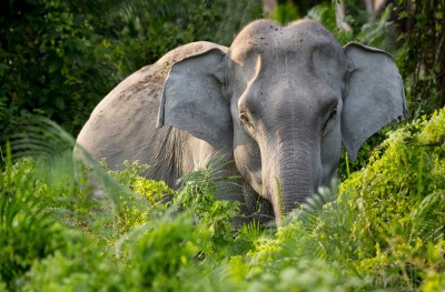 an Asian elephant stood among vegetation in the undegrowth, stares toward the camera
