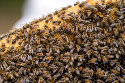 close up of group of honeybees on a man-made hive, for producing honey