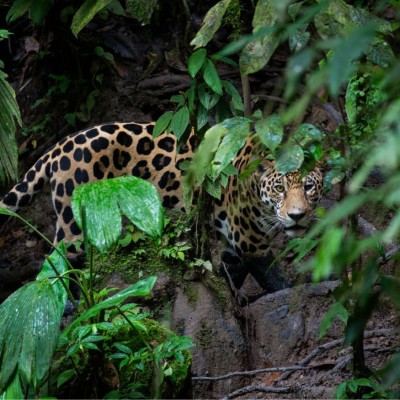 a jaguar peers through leaves, hidden by foliage