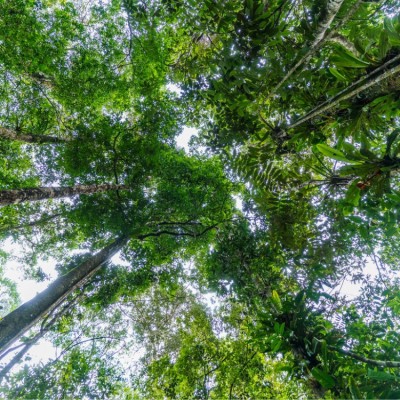 A bottom up picture of tall green trees in the amazon forest