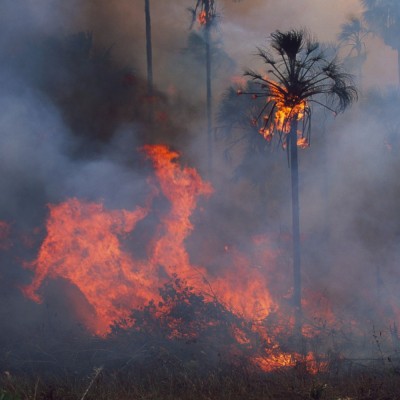 close up shot of part of the Amazon rainforest on fire