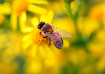 Close up of a bee feeding on a yellow flower