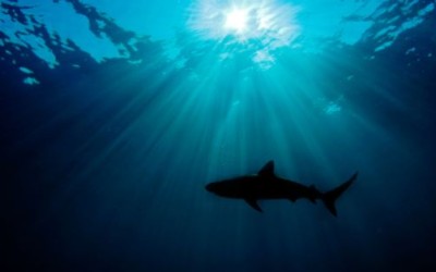silhouette of a shark photographed from beneath, swimming close to the surface of sunlit water