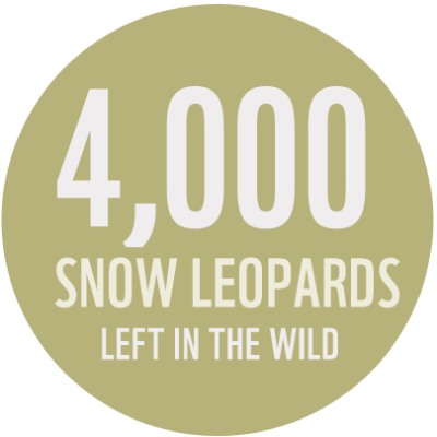 snowleopard4