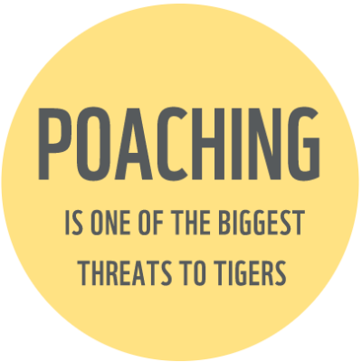 Tiger poaching fact