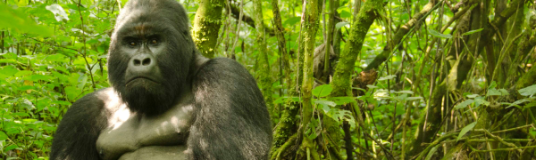 Silverback member of the Humba family of Mountain Gorillas