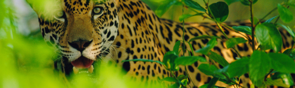 Male Jaguar