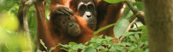 Orangutan with baby in nest