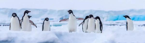 A raft of Adélie penguins