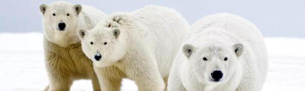 Polar bear sow with two cubs