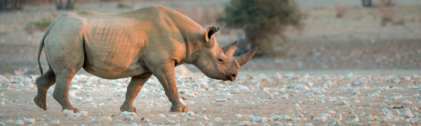 Profile of a black rhinoceros in Namibia
