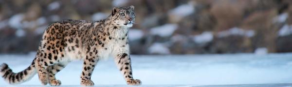 Snow leopard in Altai Mountains