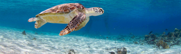  Bonaire Sea Turtle