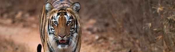 Tigress in Tadoba Andhari Tiger Reserve