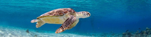 Bonaire Sea Turtle
