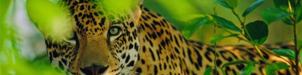 Close up of a male jaguar looking through tree branches