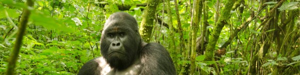 Silverback member of the Humba family of Mountain Gorillas sat in the forest