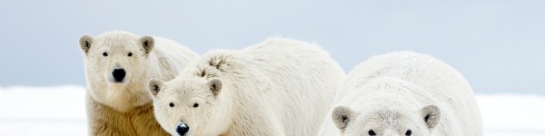 Polar bear female with cubs aged two years