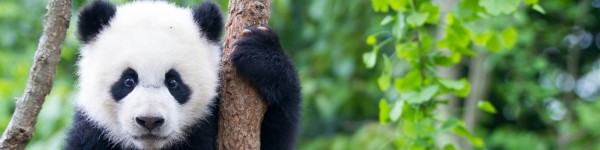 Young panda climbing a tree in China