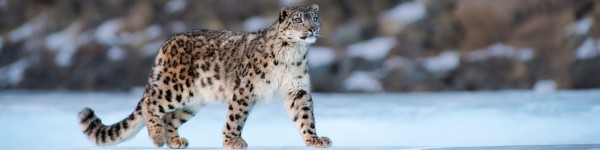 Snow leopard walking on ice in Altai Mountains, Mongolia