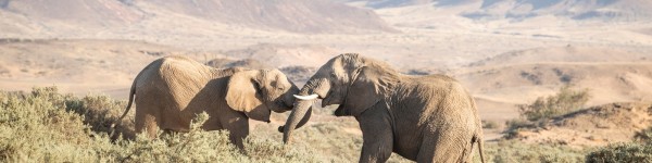 Two desert-adapted Elephants playing in Namibia