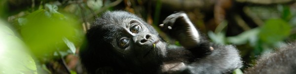 Baby mountain gorilla lying down 