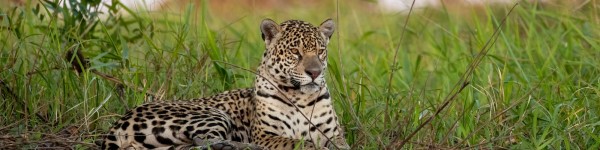 Jaguar lying down in a green field in Brazil