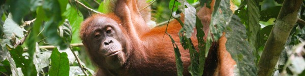 Bornean orangutan hanging from a tree and looking at the camera