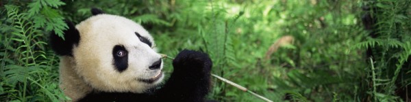 Panda eating bamboo in the forest