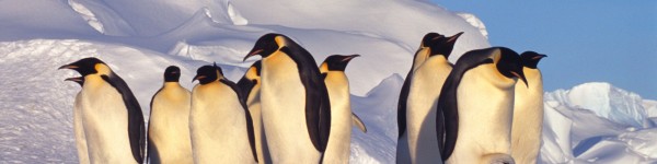 Group of emperor penguins in Antarctica in a sunny day