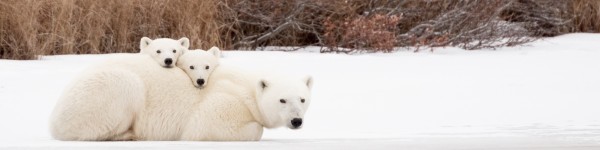 Polar bear lying down with cubs in Canada