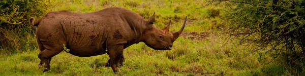 A black rhino walking in Nairobi National Park in Kenya