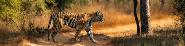 Wild tiger crossing nature path in India
