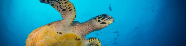Hawksbill turtle swimming gracefully in the ocean
