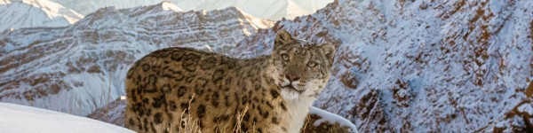 A wild snow leopard high up in Himalayas