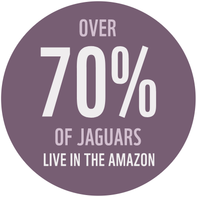 jaguar1-v2