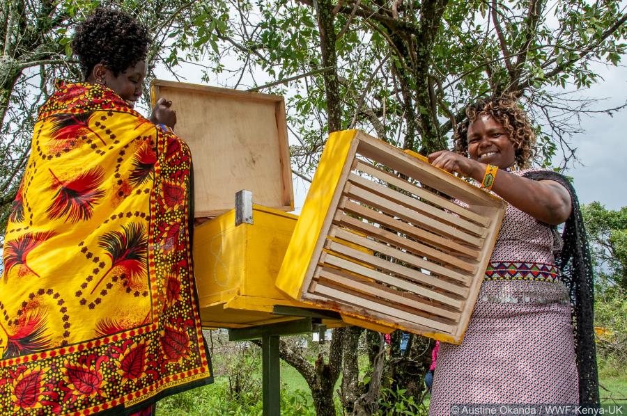 Beekeeping Kenya