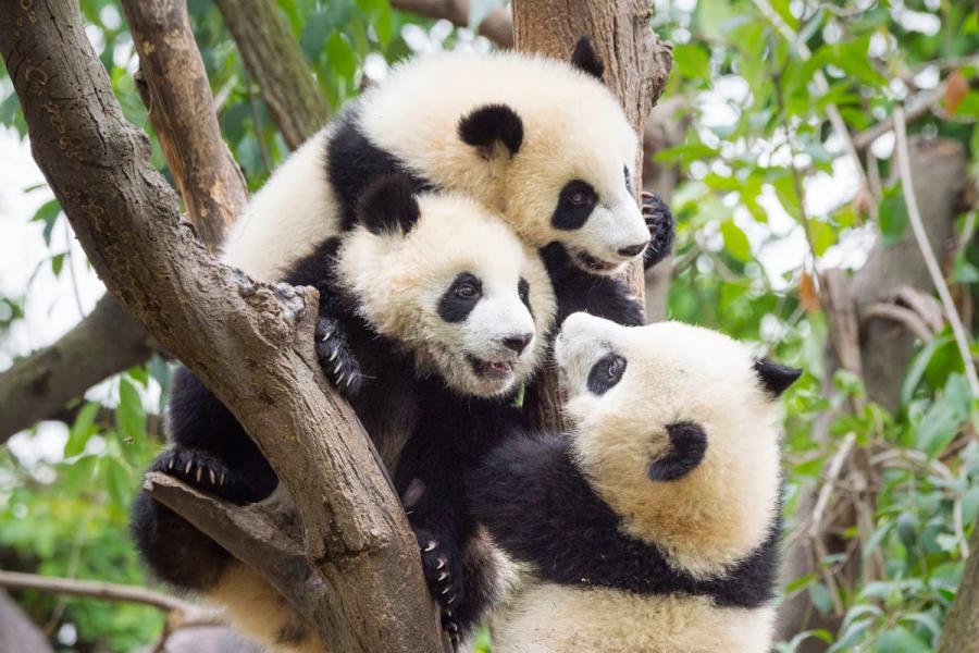 Panda cubs play in a tree.