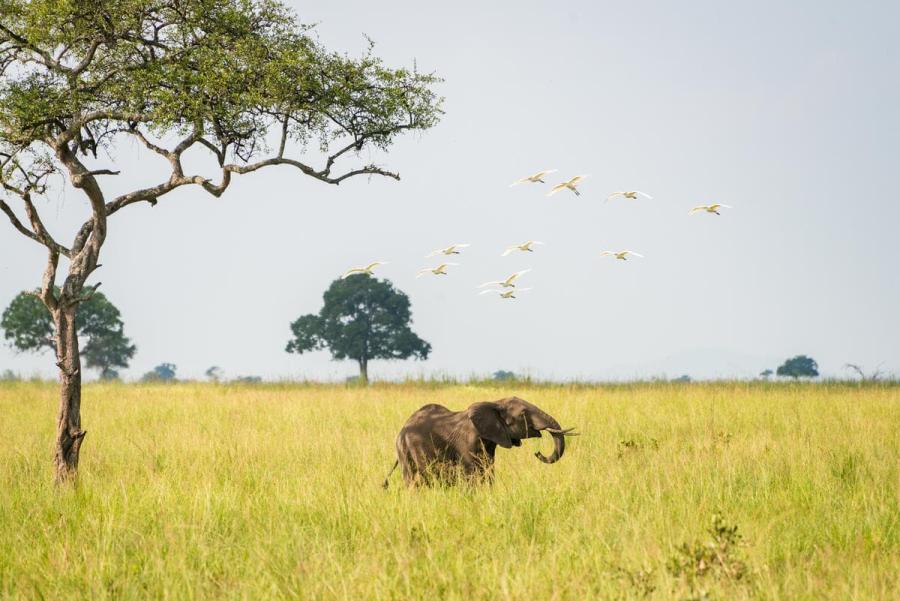 Elephant & Birds Tanzania