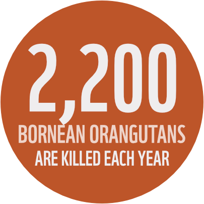 2,200 Bornean Orangutans are killed each year